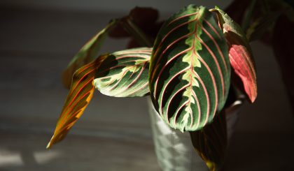 Maranta Leuconeura