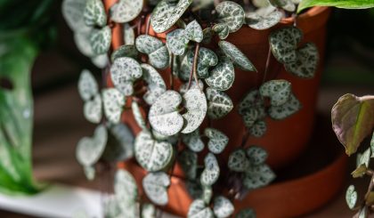 Ceropegia Woodii