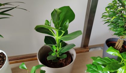 Clusia Rosea
