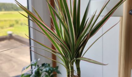 Dracaena
