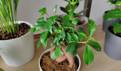 Ficus Ginseng