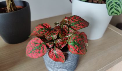 Hypoestes