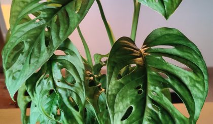 Monstera Adansonii