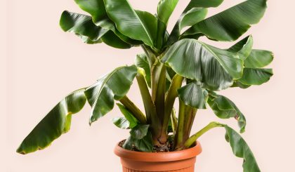 Musa dwarf cavendish