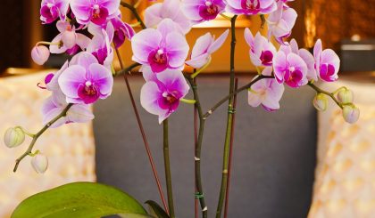 Orchid