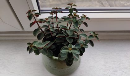 Peperomia