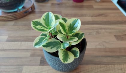 Peperomia Obtipan Bicolor