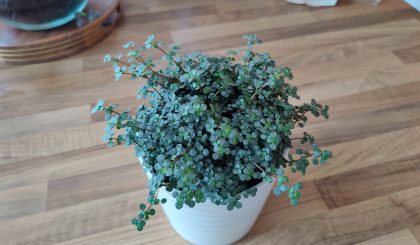Pilea Glauca
