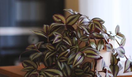 Tradescantia Zebrina