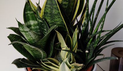 Sansevieria