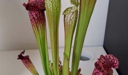 Sarracenia